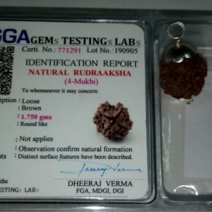 Four Face Original Rudraksha